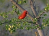 Northern Cardinal 002.jpg