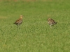 Pacific Golden Plover 014.jpg