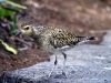 Pacific Golden Plover 026.jpg