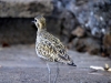 Pacific Golden Plover 031.jpg