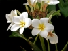 Plumeria 001-2.jpg