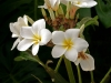 Plumeria 001.jpg