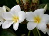 Plumeria 004.jpg