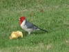Red Crested Cardinal 005.jpg