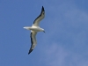 Red Footed Booby 001.jpg