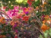 Riot of Flowers 003.jpg