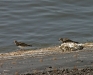 Ruddy Turnstone 018.jpg