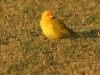 Saffron Finch 002.jpg