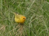 Saffron Finch 008.jpg