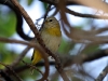 Saffron Finch Juvi 01.jpg