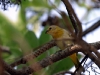 Saffron Finch Juvi 03.jpg