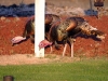 Turkeys At Sunset 001.jpg