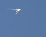White Tailed Tropicbird 020.jpg