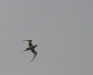 White Tailed Tropicbird 028.jpg