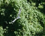 White Tailed Tropicbird 074.jpg