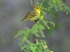 Yellow Fronted Canary 032.jpg