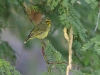 Yellow Fronted Canary 038.jpg