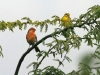Yellow Fronted Canary and Orange House Finch 005.jpg